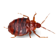 Rodent-Proofing Your Centralia Attic Before Winter Hits